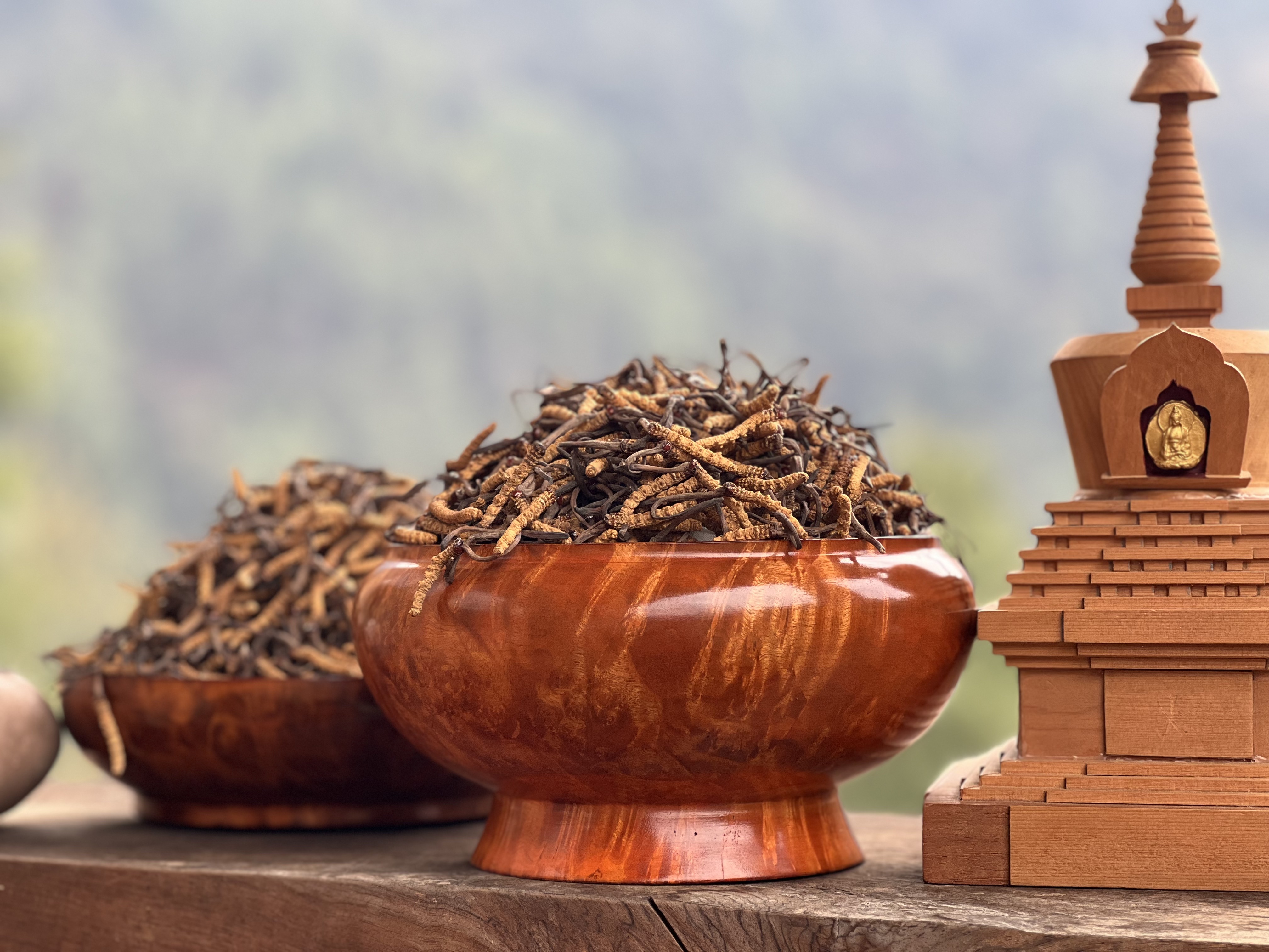 Naturally Bhutan Cordyceps beside a gold-embossed presentation box in the Himalayas