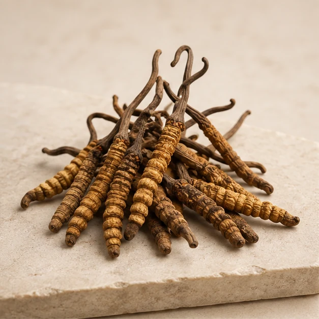 Raw Cordyceps